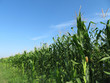 Green corn field against clear blue sky and white clouds. Young corn stalks with cobs, agricultural industry in summer