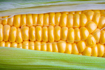 fresh and ripe corn cobs