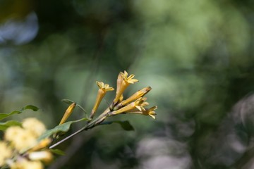 Wall Mural - Flowers of a green cestrum, Cestrum parqui