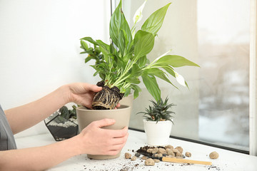 Woman transplanting home plant into new pot on window sill, closeup