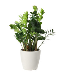pot with zamioculcas home plant on white background