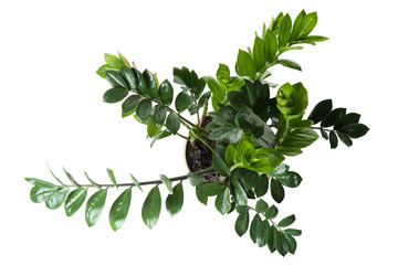 pot with zamioculcas home plant on white background, top view