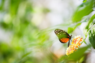 Wall Mural - Tiger longwing butterfly (Heliconius hecale) feeding on a flower.