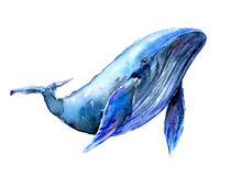 Humpback Blue Whale Watercolor Illustration. Underwater Fauna