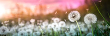 Banner Of Dandelions With Flying Seeds In Field At Sunset