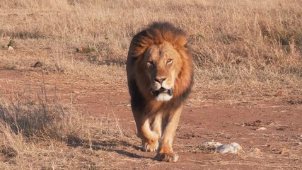 Wall Mural - a male lion approaches along a dirt track at masai mara national reserve in kenya, africa-  4K 60p
