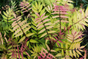 Wall Mural - lush garden foliage