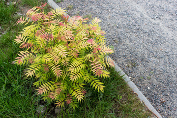 Wall Mural - gardening elements bush and road