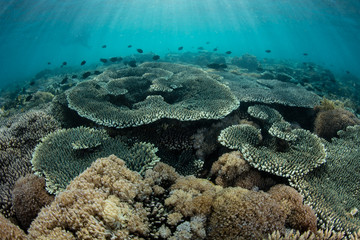 A beautiful coral reef is thriving along the edge of a remote, rugged island in Komodo National Park, Indonesia. This tropical area is known for its high marine biodiversity.