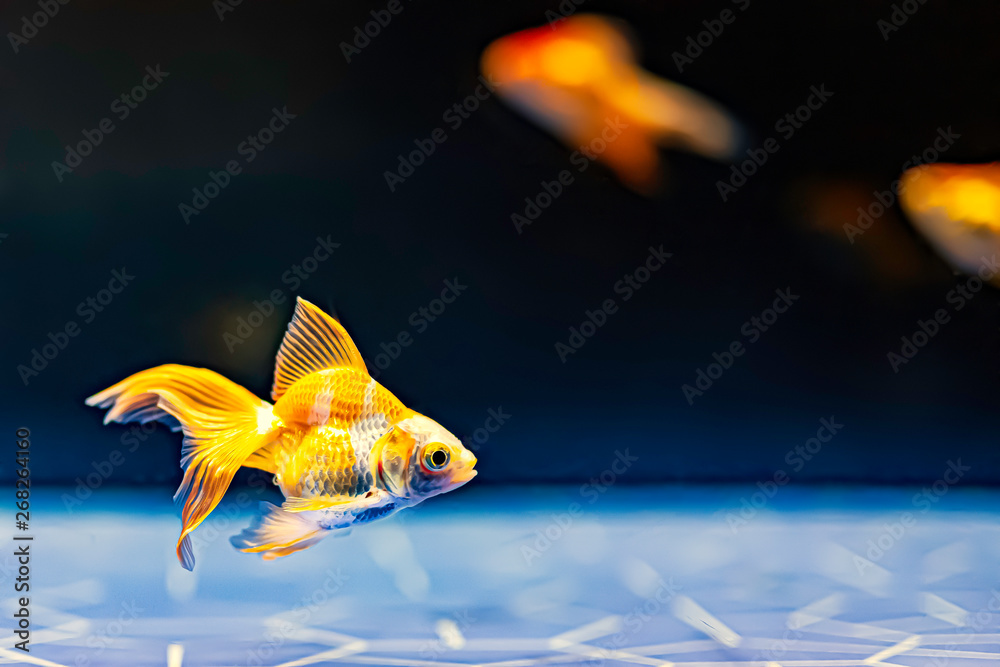 金魚（ファンテイルゴールドフィッシュ） の Stock フォト | Adobe Stock