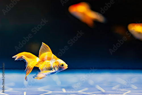 金魚 ファンテイルゴールドフィッシュ Stock 写真 Adobe Stock 金魚 ファンテイルゴールドフィッシュ Stock 写真 Adobe Stock