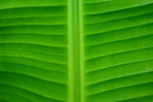 Banana Leaves That Are Still Stuck On The Tree, Photographed During The Day
