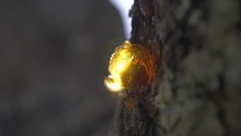 Sunny Close-up On A Dry Drop Of Tree Sap. Cherry Resin In France In Slowmotion