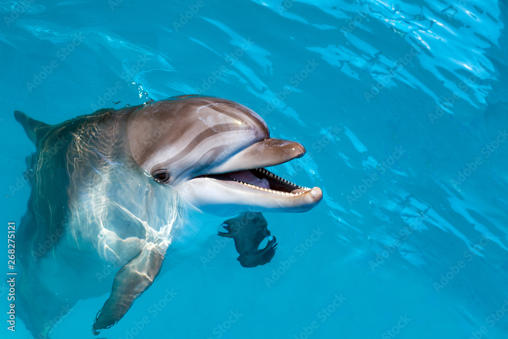 Dolphin portrait while looking at you with open mouth - obrazy, fototapety, plakaty 