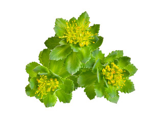 Rhodiola rosea or golden root, rose root, roseroot, Aaron's rod, Arctic root, king's crown, lignum rhodium, orpin rose