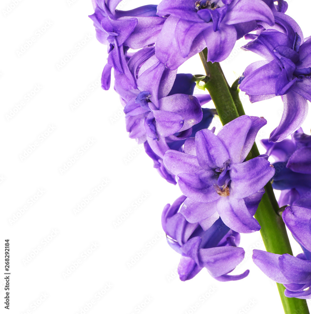 Beautiful hyacinth flowers on white background