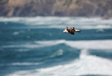 Herring Gull Flying Over Atlantic Ocean