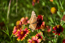 A Variegated Fritillary Butterfly With Its Wings Spread Open, Resting On A Indina Blanket Firewheel Flower.