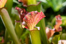 Close-up Sarracenia Flower Or Parrot Pitcher Plant