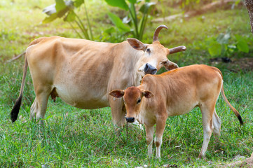 Thai cows in the field..Female cow with horn standing with her child on green field in a sunny day.