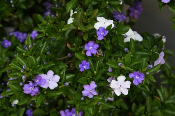 Poster - Brunfelsia latifola (Yesterday Today and Tomorrow)