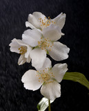 The blossom branch of jasmine flowers