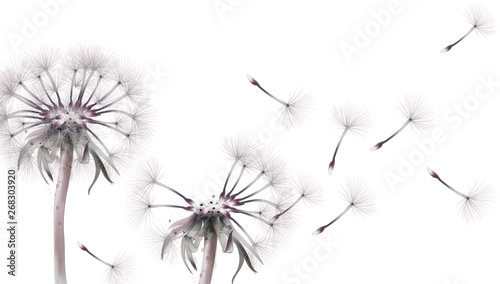 Dandelion card Vector water...