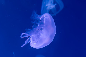 Close-up Jellyfish, Medusa in fish tank with neon light. Jellyfish is free-swimming marine coelenterate with a jellylike bell- or saucer-shaped body that is typically transparent.