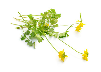 Wall Mural - Yellow coronilla flowers. Isolated on white background