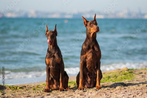 Doberman dog best frend puppy Poster Mural XXL