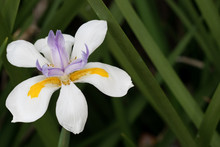 Wild White Iris Flower