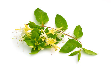 Wall Mural - Lonicera japonica, known as Japanese honeysuckle and golden-and-silver honeysuckle. Isolated on white