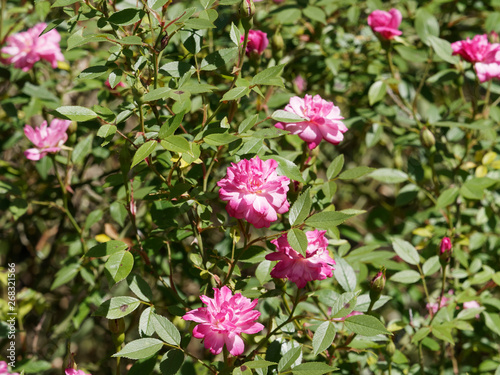 Rosier Nain Grimpant Aux Petites Fleurs Doubles Rose Pompon