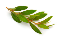 Twig Of Melaleuca, Paperbarks, Honey-myrtles Or Tea-tree, Bottlebrush. Isolated On White Background