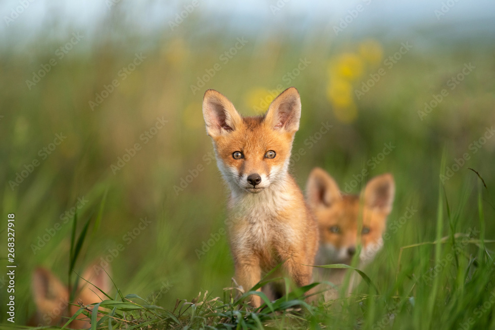 Young little Fox sits near his hole - obrazy, fototapety, plakaty 