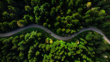 Winding Road Trough Dense Pine Forest. Aerial Drone View, Top Down