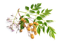 Melia Azedarach, Chinaberry Tree, Pride Of India, Bead-tree, Cape Lilac, Syringa Berrytree, Persian Lilac