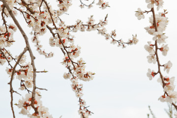 cherry blossom in the village against the white sky. spring landscape, the revival of nature. white flowers on a fruit tree