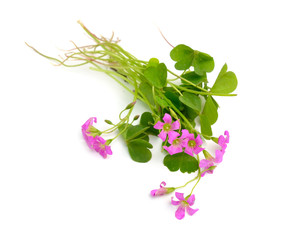 Wall Mural - Pink Oxalis corymbosa, wood-sorrel. Isolated on white background