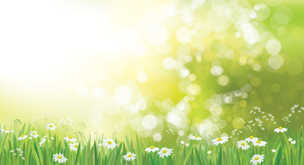 Wall Mural - vector summer nature background, chamomiles field.