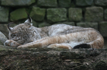 sleeping big cat