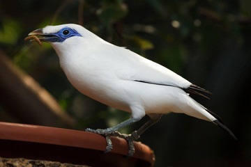 Wall Mural - Bali myna (Leucopsar rothschildi)