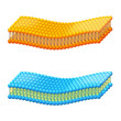 Cell membrane. A detailed diagram models of membrane Structure