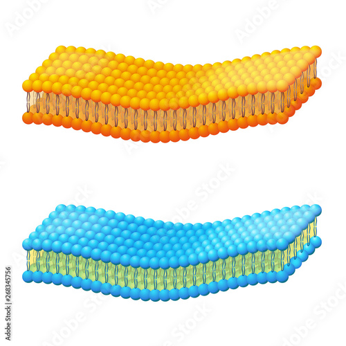 Cell Membrane A Detailed Diagram Models Of Membrane Structure Stock Vector Adobe Stock