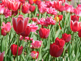 Fototapeta Tulipany - Red Tulip Flowering Close-up