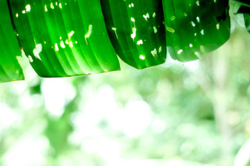 fresh leaf banana on the tree in garden