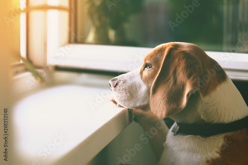 Dekoracja na wymiar  slodki-pies-rasy-beagle-wygladajacy-przez-otwarte-okno-czekajac-na-swojego-wlasciciela