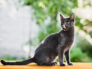 Portrait of russian blue cat licking its nose with tongue