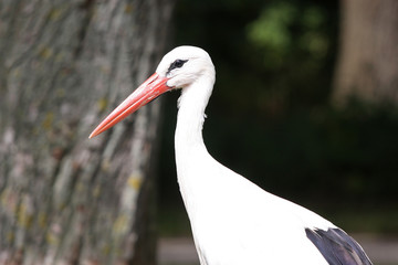 white stork on a background