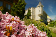 pink flowers of Hydrangea macrophylla on the background of the castle in Victorian style